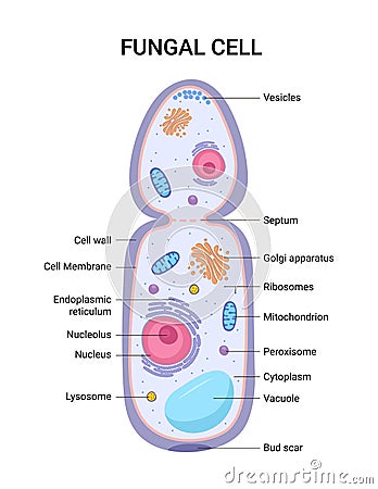 Vector illustration of the Fungal cell anatomy structure. Educational infographic Vector Illustration